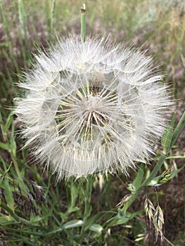 Yellow salsify puffball gone to seed