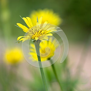 Yellow salsify - Tragopogon dubius