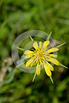 Yellow Salsify wildflower