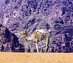 Yellow Sand Camel Valley of Moon Wadi Rum Jordan