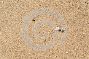 yellow sand closeup with shell as background or texture