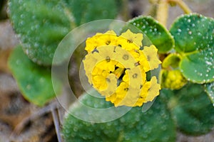 Yellow Sand Verbena Abronia latifolia blooming on the beach in Santa Cruz, California