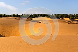 Yellow sandy wavy dunes with green forest at background