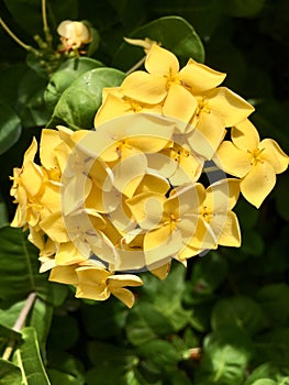 Yellow Santan