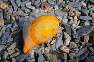 A yellow sapote fruit