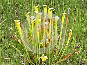 The yellow sarracenia or pitcher plant growing in clusters