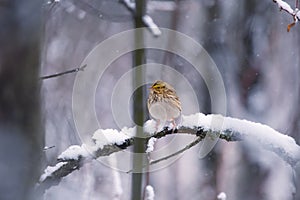 Yellow Savannah sparrow perched on a branch with snow in the forest