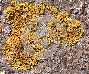 Yellow Scale Lichen