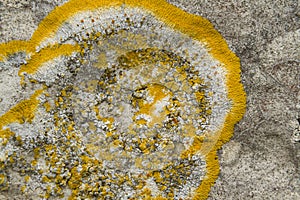 Yellow scale lichen, Xanthoria parietina, growing on an old gravestone. Close up.