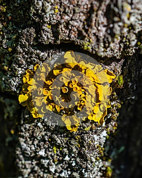 Yellow scale Xanthoria parietina growing on a tree trunk