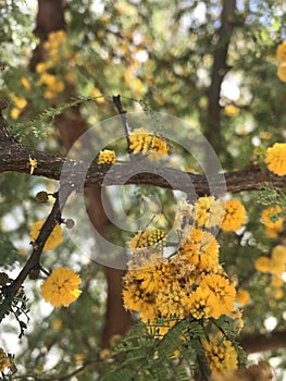 yellow, scented flowers of the Vachellia caven tree. Espinillo photo