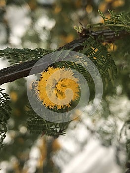yellow, scented flowers of the Vachellia caven tree. Espinillo photo