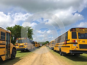 Yellow School Busses