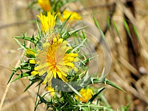 Yellow scolymus, wildflowers on spiny stem