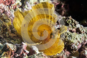 Yellow scorpion Leaf fish portrait