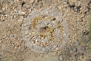 The yellow scorpion on sand in mountains