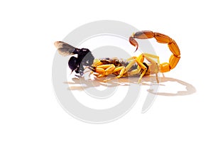 Yellow scorpion (Tityus serrulatus) feeding on its prey