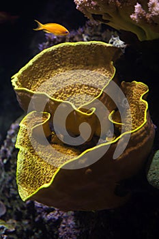 Yellow scroll coral (Turbinaria reniformis) and sea goldie (Pseudanthias squamipinnis) photo