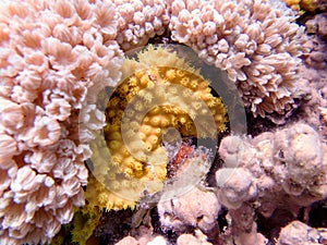 Yellow scroll coral - Turbinaria reniformis