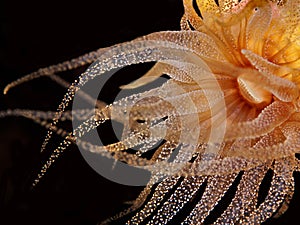 Yellow Sea Anemone