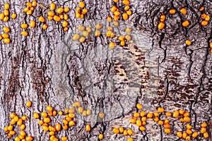 Yellow sea backthorns berries on natural tree bark background with copy space