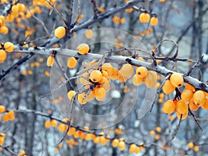 Yellow sea-buckthorn berries on a branch in winter