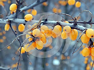 Yellow sea-buckthorn berries on a branch in winter