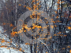 Yellow sea-buckthorn berries on a branch in winter