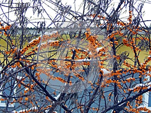 Yellow sea-buckthorn berries on a branch in winter