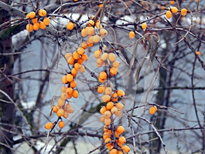 Yellow sea-buckthorn berries on a branch in winter