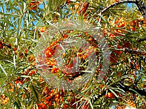 Yellow sea-buckthorn berries on the branches of a tree