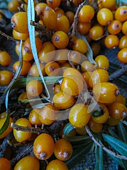 Yellow sea buckthorn berries with green leaves