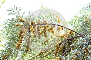 Yellow sea buckthorn berries ripen on the branches of a thorny bush in summer