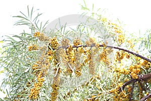 Yellow sea buckthorn berries ripen on the branches of a thorny bush in summer