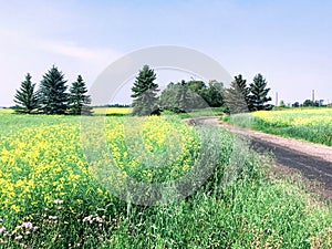 A yellow sea of canola fields in Edmonton, Alberta, Canada