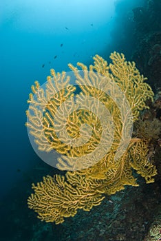 Yellow Sea Fan Philippines