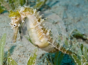 Yellow sea horse