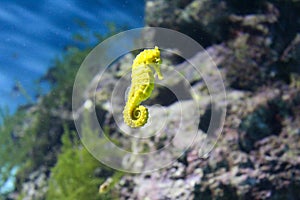 Yellow sea horse