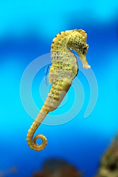 Yellow sea-horse