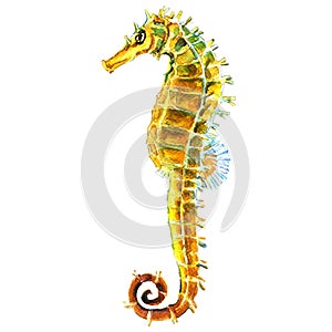 Yellow sea horse, seahorse isolated, watercolor illustration on white