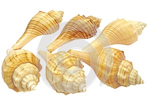 Yellow sea shells photo
