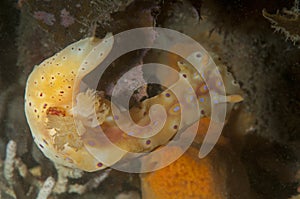 Yellow sea slug