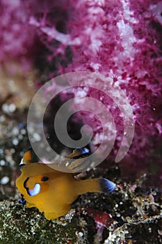 Yellow Sea Slug Nudibranch Posing in Front of Coral