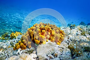 Yellow Sea Sponge, Bottom of Tropical Sea, Underwater photo