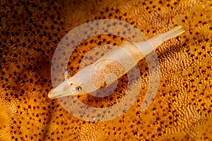 yellow sea star commensal shrimp photo