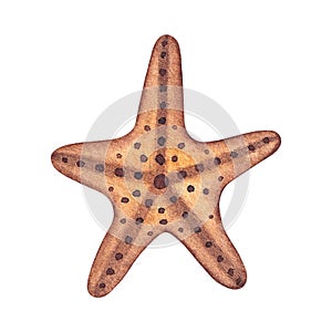 Yellow sea star, starfish. Isolated hand painted watercolor illustration on white background