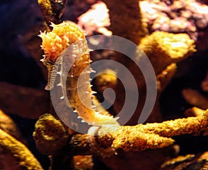A Yellow Seahorse Hangs on to Hard Coral
