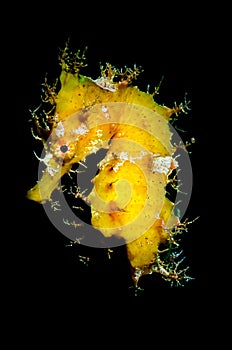 Yellow Seahorse, hippocampus hipocampus photo