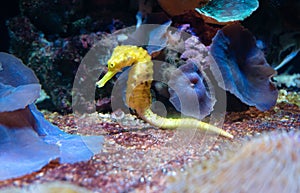 Yellow seahorse on the sand