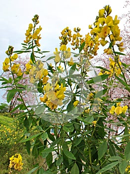 Yellow Seasonal Flower Blooms